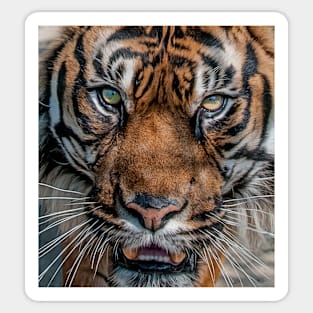 Tiger's Eyes Sticker